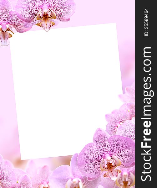 Beautiful pink orchids greeting card with blank space for text. Beautiful pink orchids greeting card with blank space for text