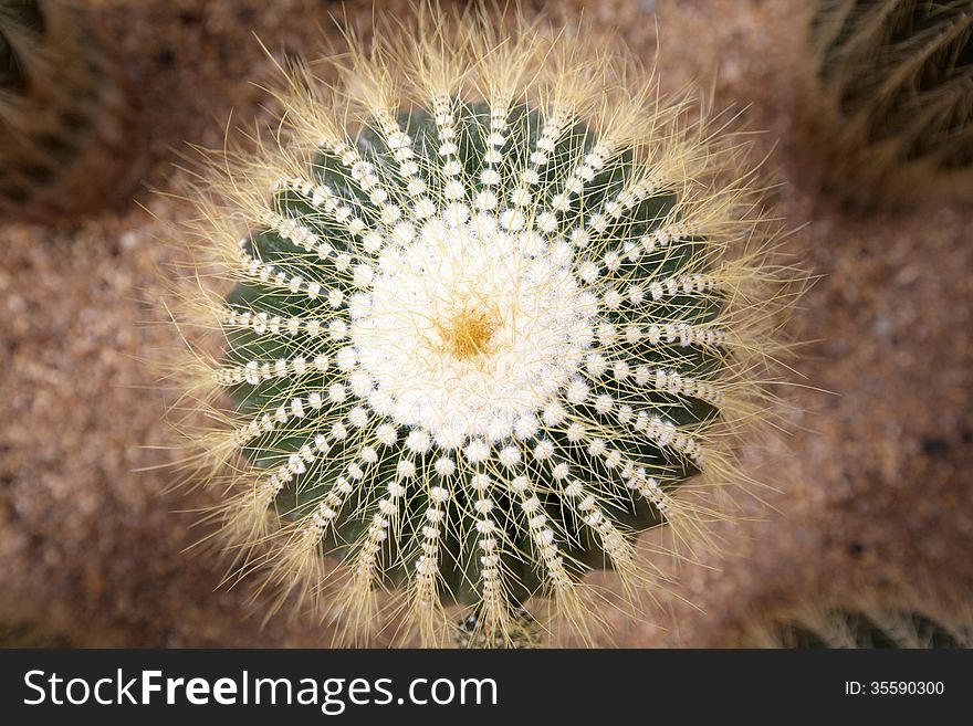 Close Up Of Globe Shaped Cactus