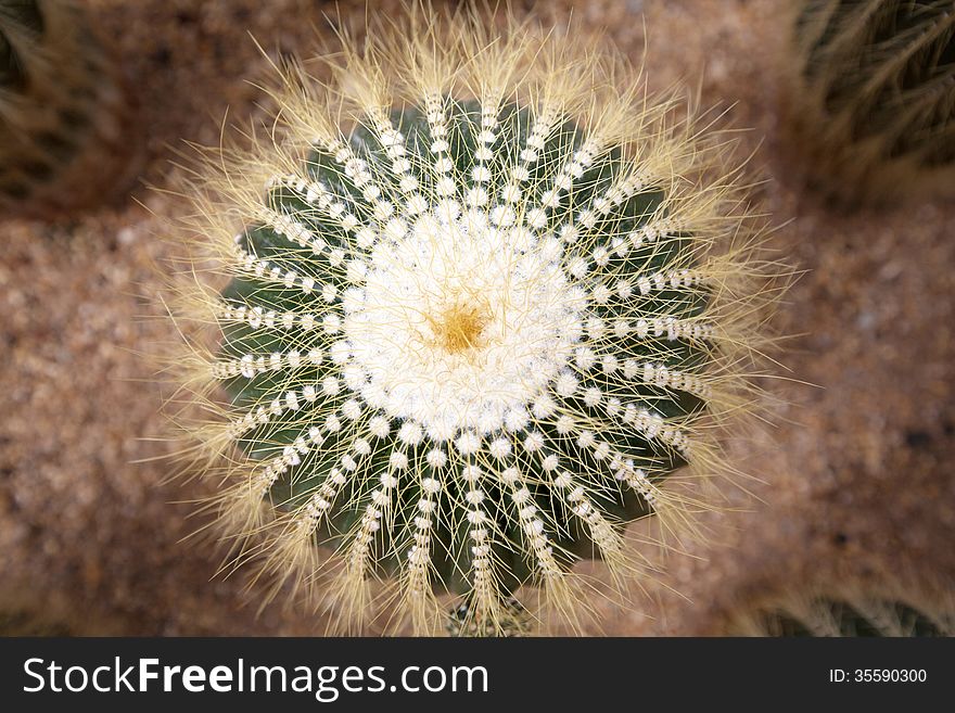 Close up of globe shaped cactus with long thorns