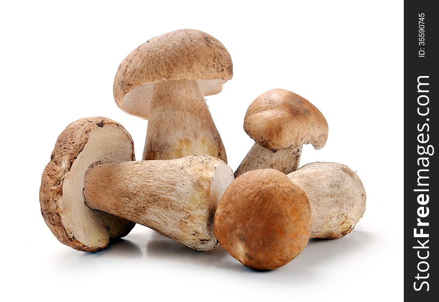 Ceps mushrooms on a white background