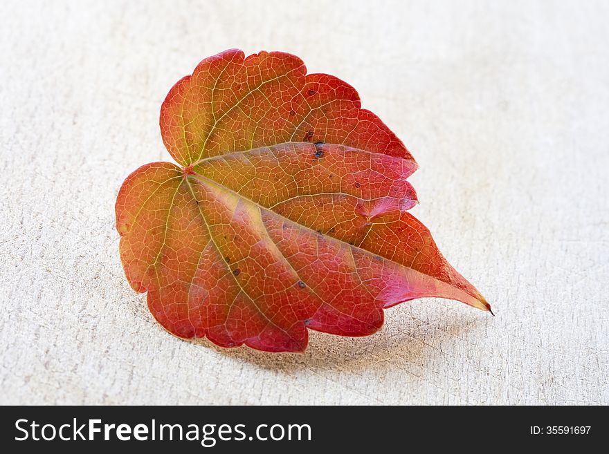 Close up of colorful autumn leaf