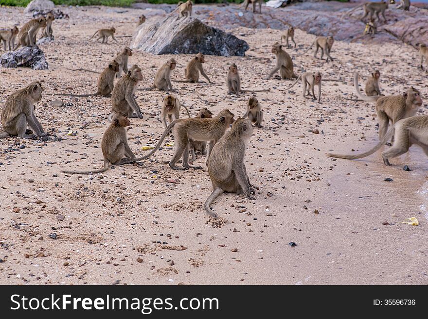 A lot of monkeys on the monkeys island