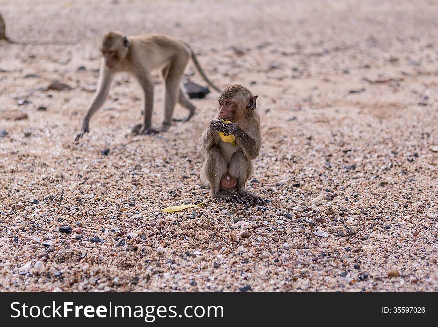 Two monkeys on the monkeys island in Thailand