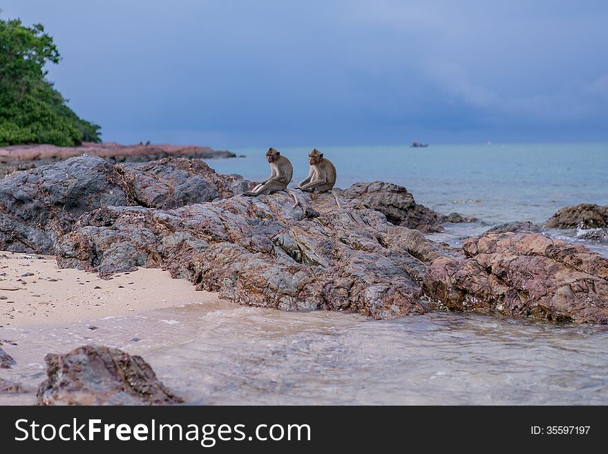 Monkeys seating on the stones of the monkeys island