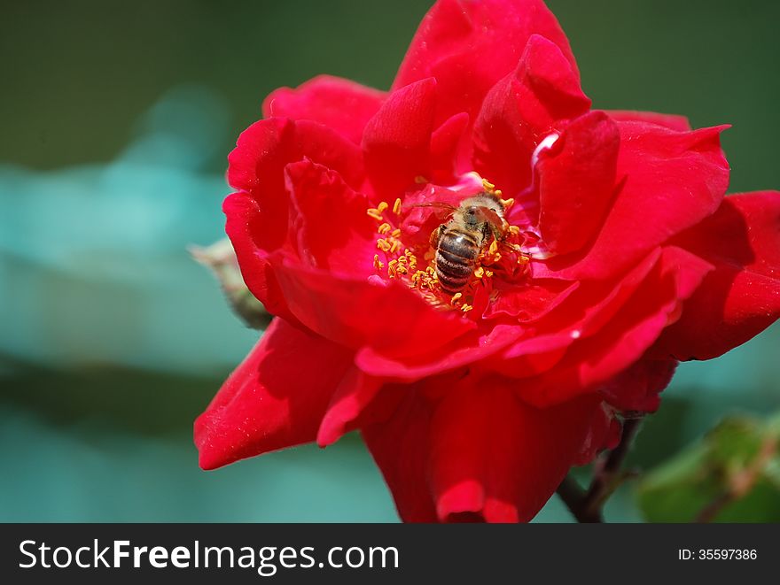Red flower with bee on it