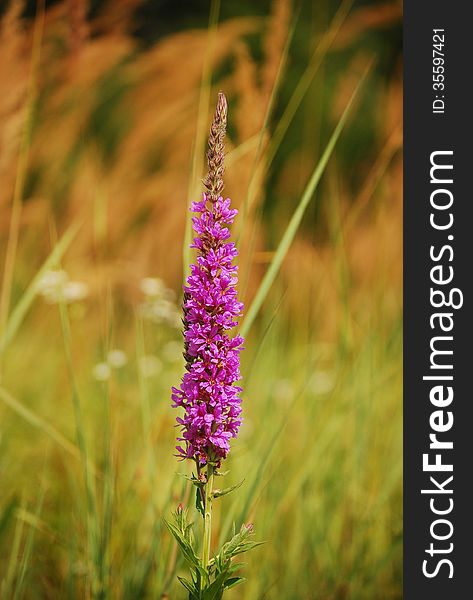 Purple flower with grass in the background