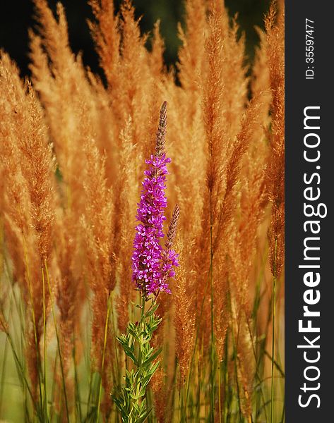 Purple flower with reed background