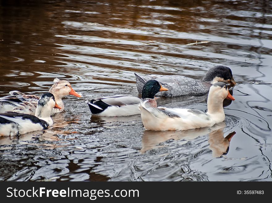 Domestic ducks in a pond at autumn cloudy day