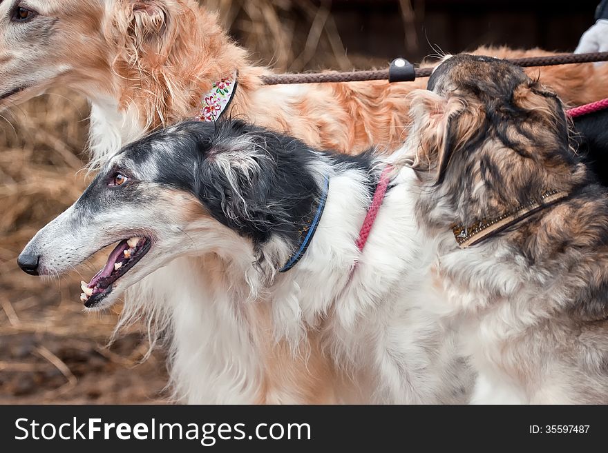 Borzoi dogs looks from dry grass. Borzoi dogs looks from dry grass