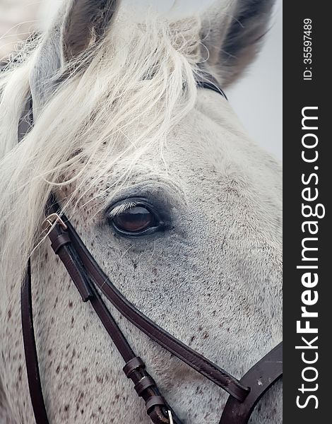 Grey horses eye, close up portrait