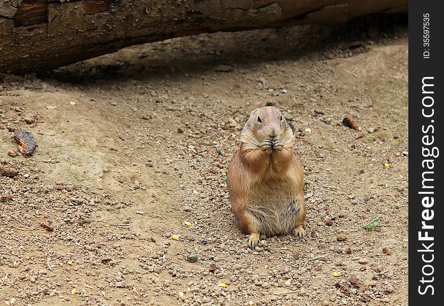 Prairie dog eating