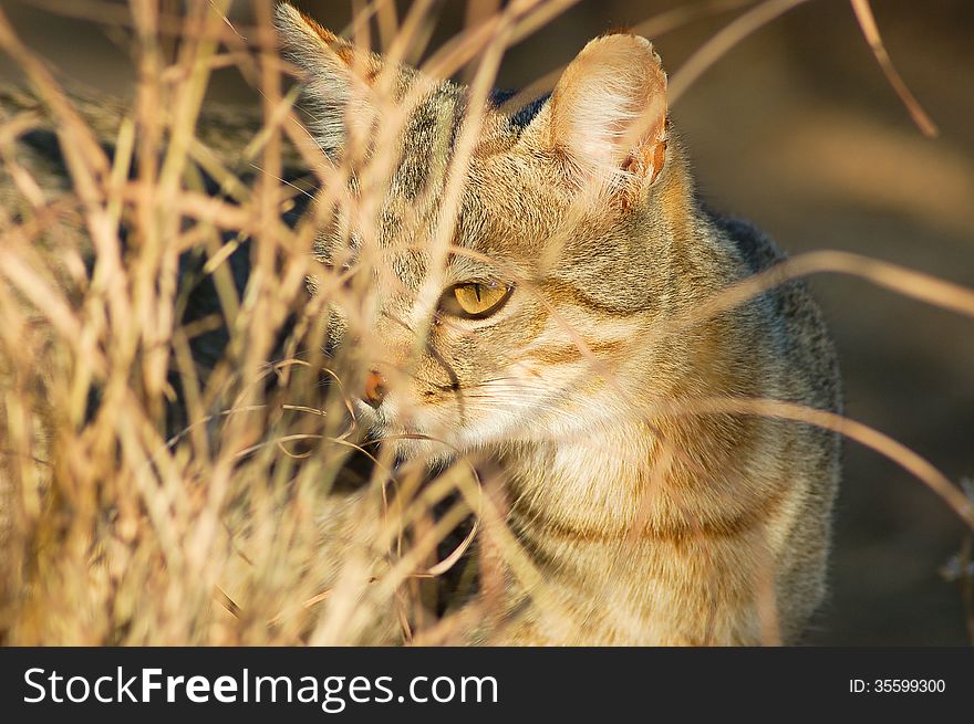 Shy African Wild Cat Felis silvestris peeping through long dry grass in South Africa.