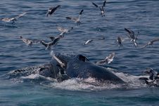 Humpback Whale/Megaptera Novae Stock Photo Humpback Whale/Megaptera Novae Stock Photo