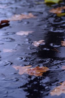 Leaves In Ice Royalty Free Stock Photos Leaves In Ice Royalty Free Stock Photos