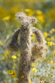 Mr. Jumpin Cholla Royalty Free Stock Photos Mr. Jumpin Cholla Royalty Free Stock Photos