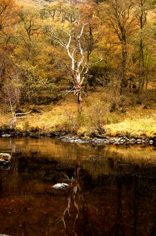A Autumn Reflection Of A Tree, Glen Lyon,Scotland,UK. Stock Image A Autumn Reflection Of A Tree, Glen Lyon,Scotland,UK. Stock Image