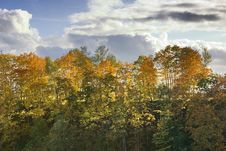 Yellow Autumnal Trees Stock Image Yellow Autumnal Trees Stock Image
