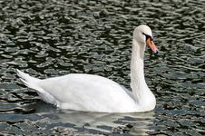 White Mute Swan In Pond Stock Photos