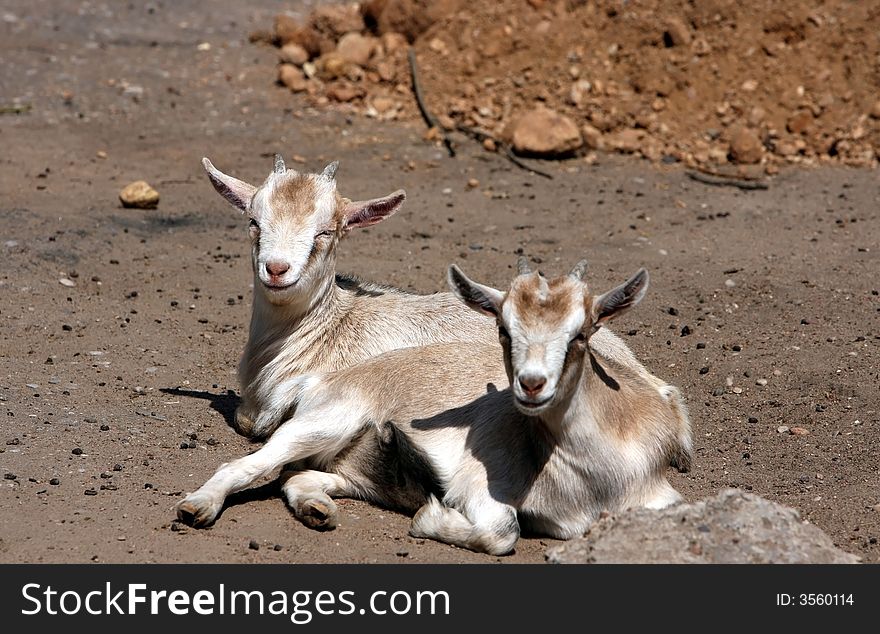 Two  lying goatlings in the zoological garden. Two  lying goatlings in the zoological garden