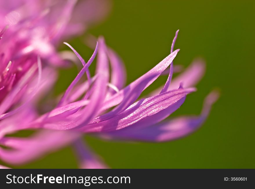 Pink Blossom. Close-Up of Flower. Shallow DOF