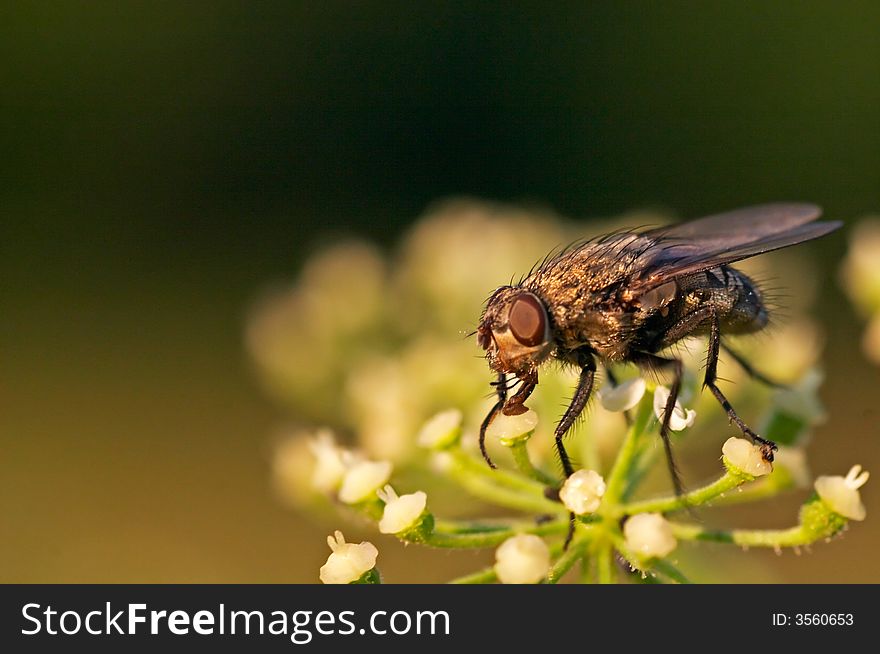 Fly sitting on a flower