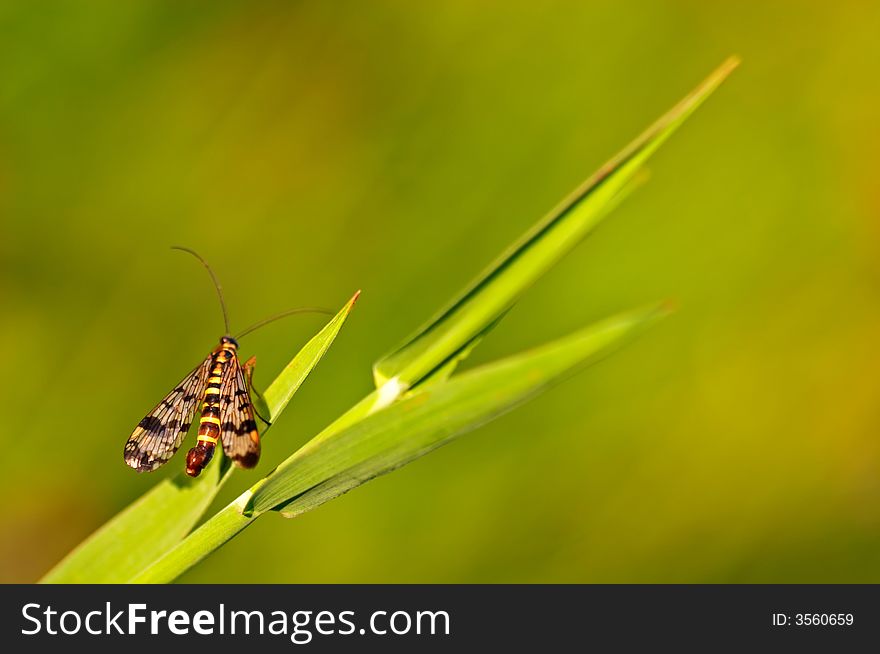 Small scorpionfly standing on a grass