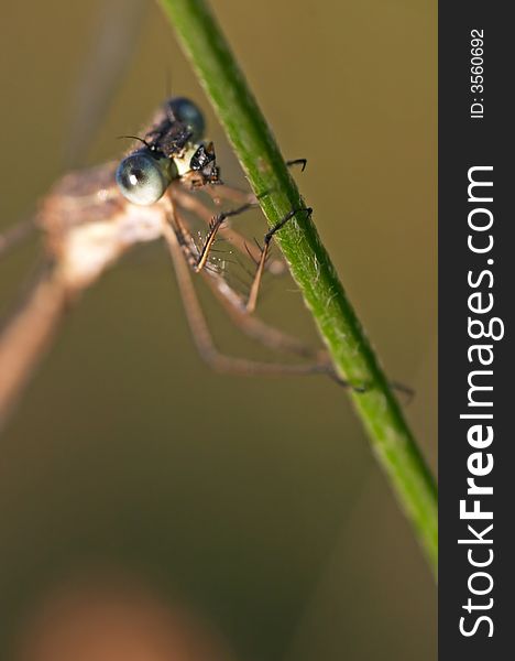 Damselfly with big eye on a grass