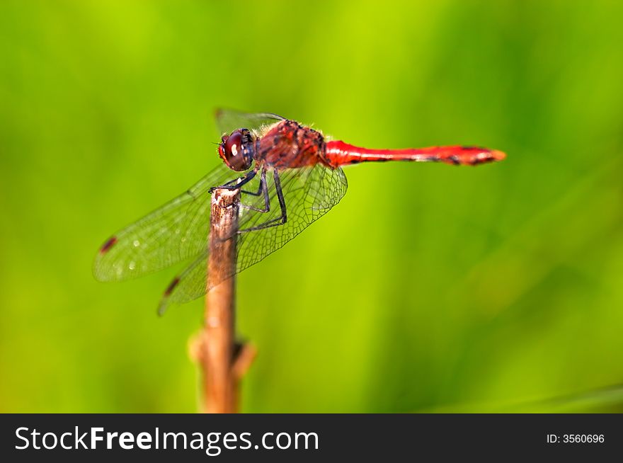 Red Dragonfly on a branch