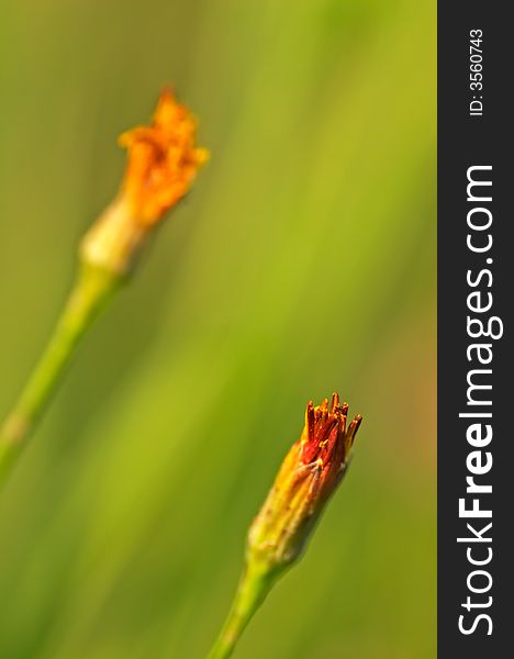 Two flowers on diffused green background