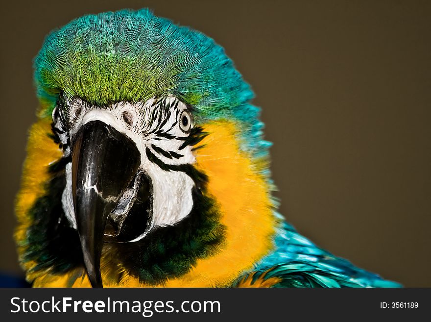 A close up portrait of a parrot. A close up portrait of a parrot.