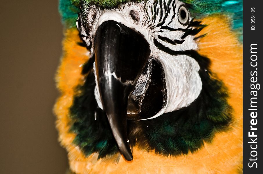 A close up portrait of a parrot. A close up portrait of a parrot.