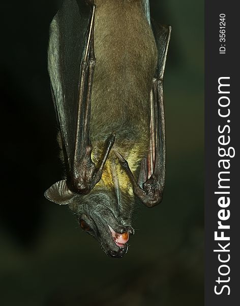 A bat is hanging upside-down. A bat is hanging upside-down.