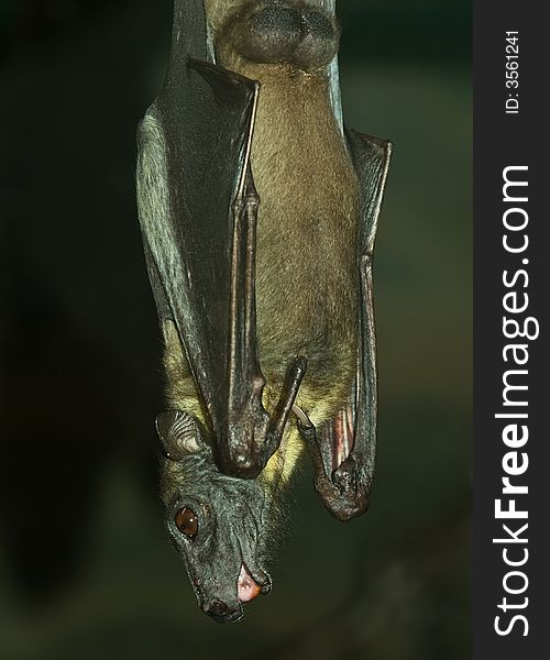 A bat is hanging upside-down. A bat is hanging upside-down.