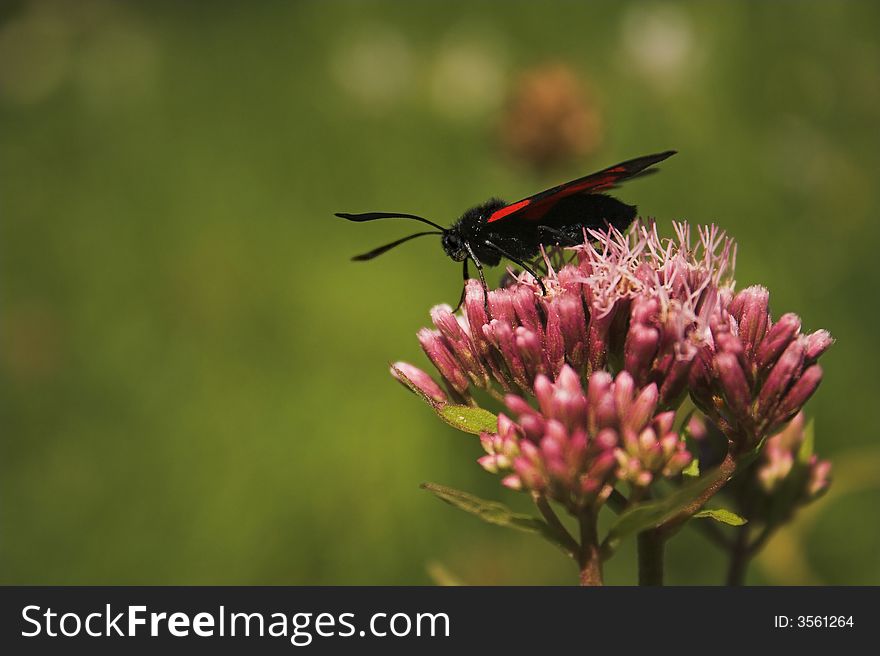 The Six-Spot burnet moth (Zygaena filipendulae). The Six-Spot burnet moth (Zygaena filipendulae)