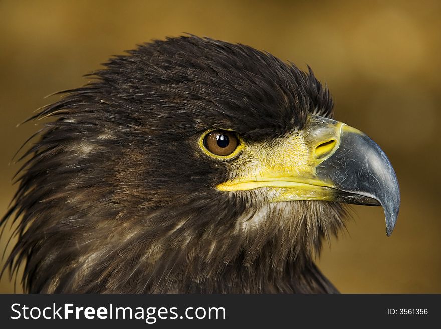 The Portrait of an sea-eagle. The Portrait of an sea-eagle