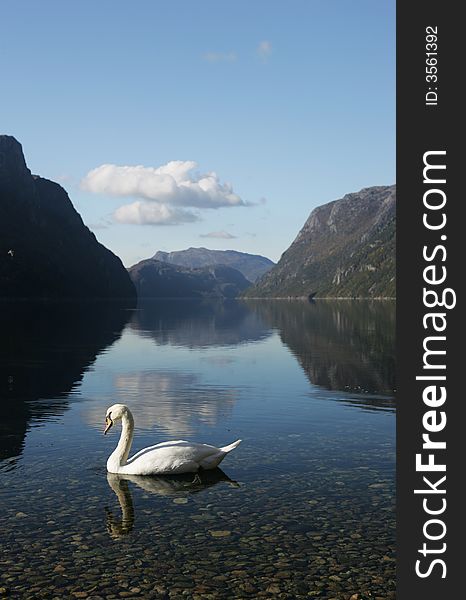 Swan in Frafjord  waters - norway