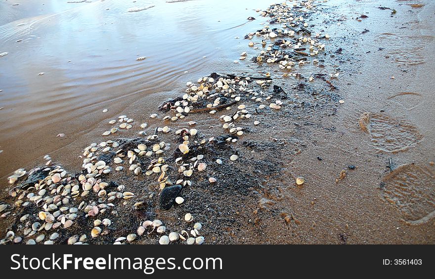 A lot of seashells on the coast and foot tracks. A lot of seashells on the coast and foot tracks