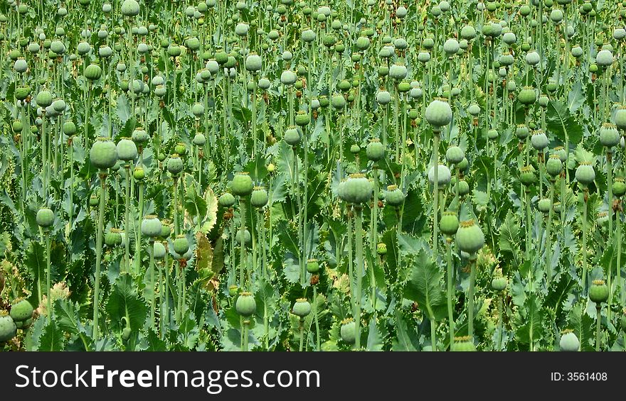 Poppy field with round poppy heads and flowers. Poppy field with round poppy heads and flowers.