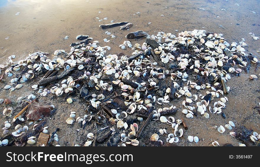 Big amount of sea shells on the coast of the sea