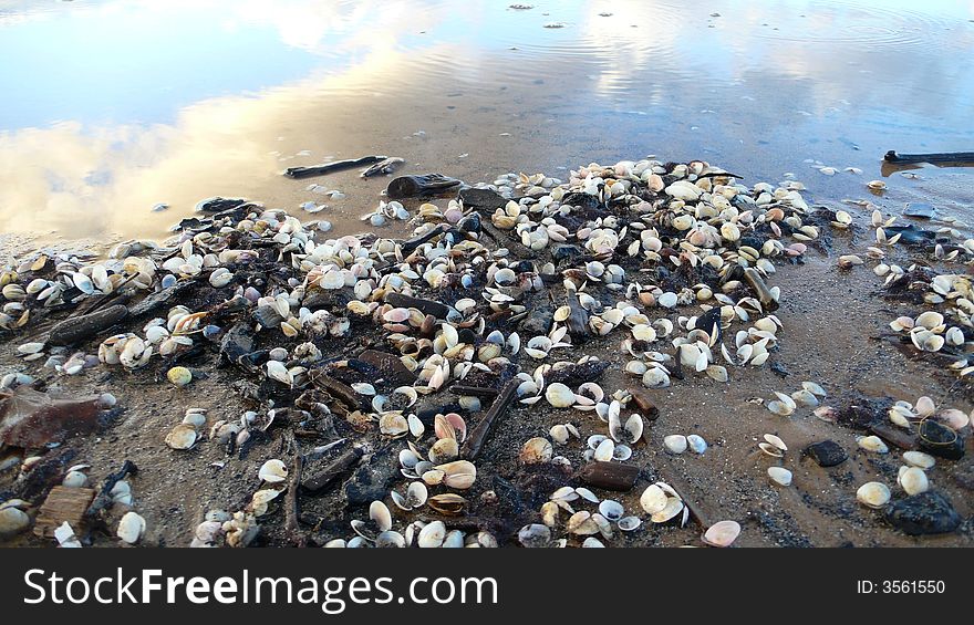 Sky Reflection And Sea Shells