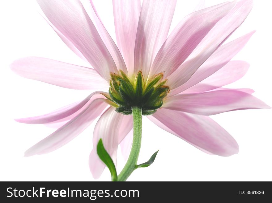 Pink aster flower against white background