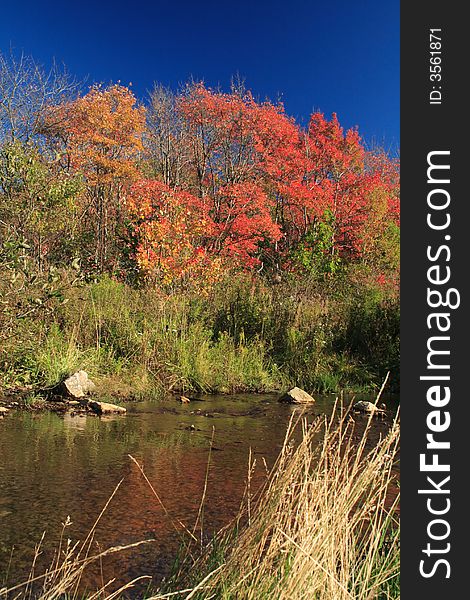 Colorful autumn trees are reflected in a nearby stream. Colorful autumn trees are reflected in a nearby stream