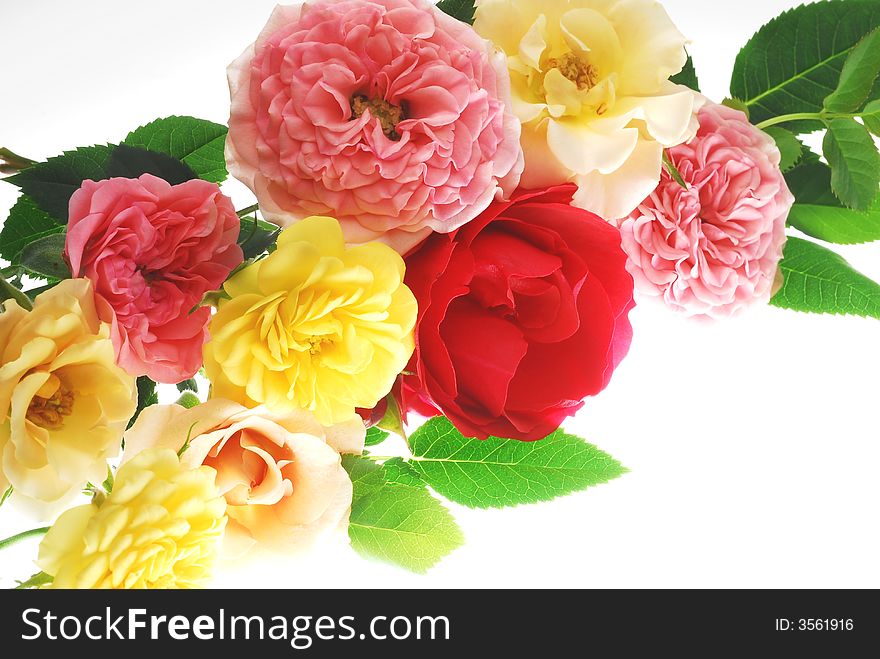 Image of colorful roses with different color