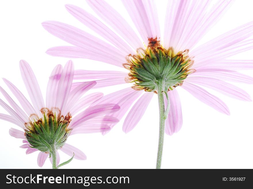 Close up of pink flowers