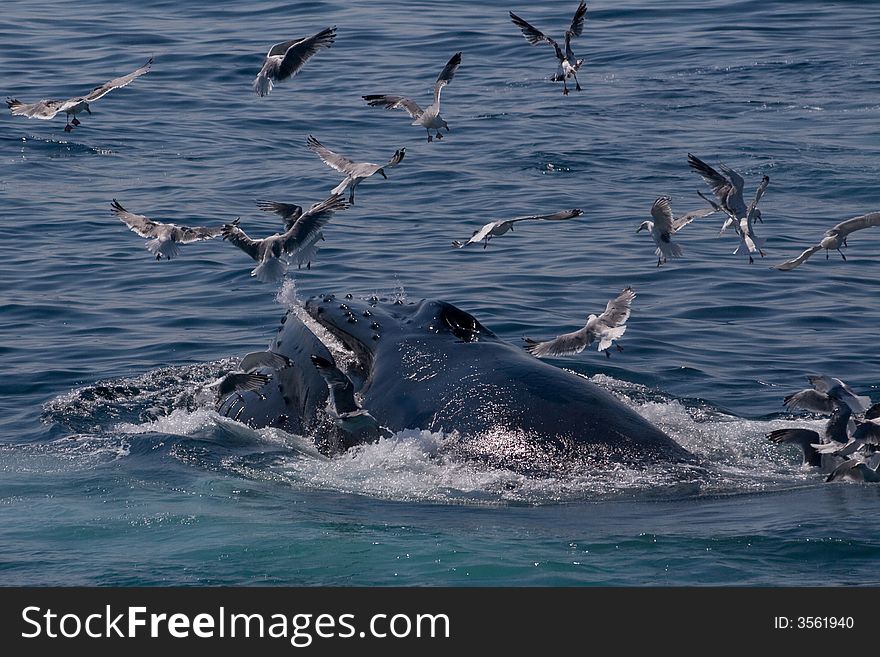 Whale feeding near the eastern cost of the USA. Whale feeding near the eastern cost of the USA