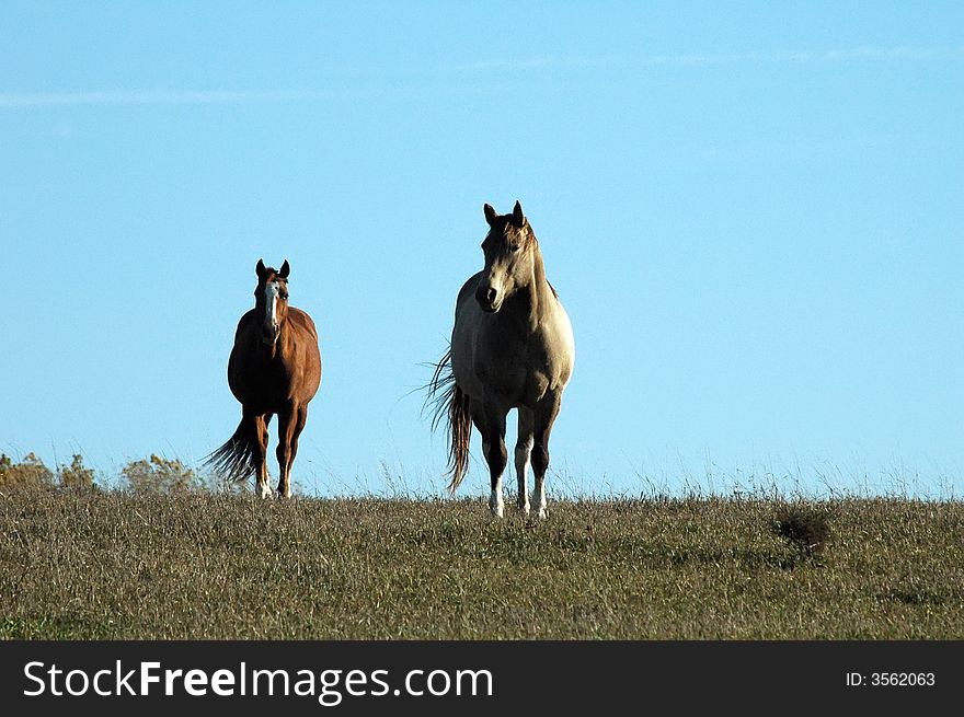 Two horses and blue sky