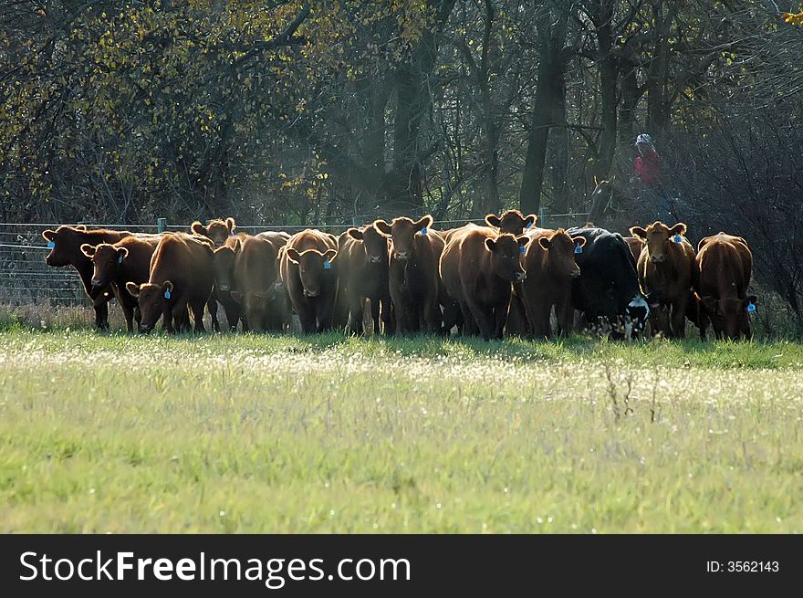 Woman riding horse rounding up cattle in afternoon sunlight. Woman riding horse rounding up cattle in afternoon sunlight.