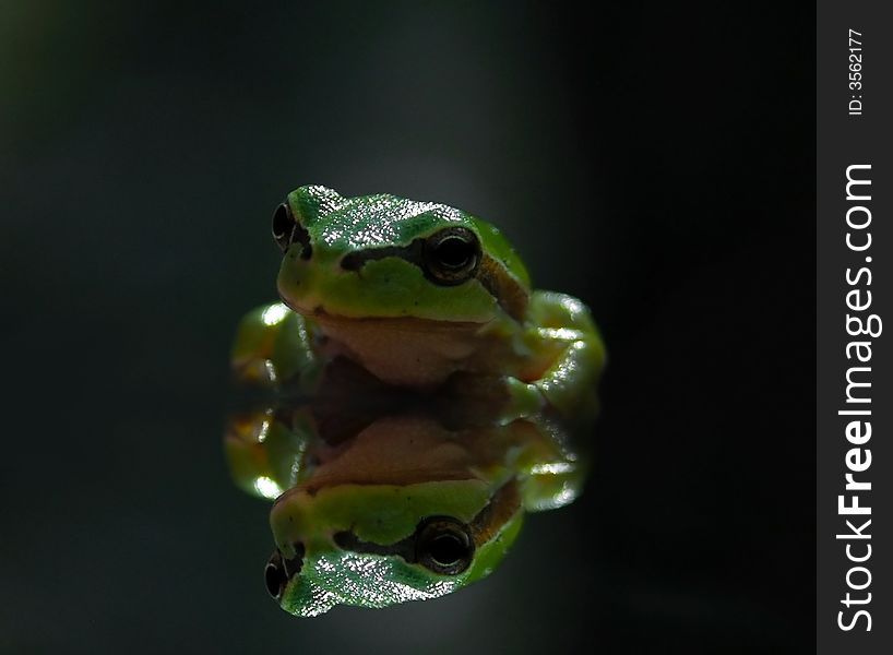 Retro green frog with black background
