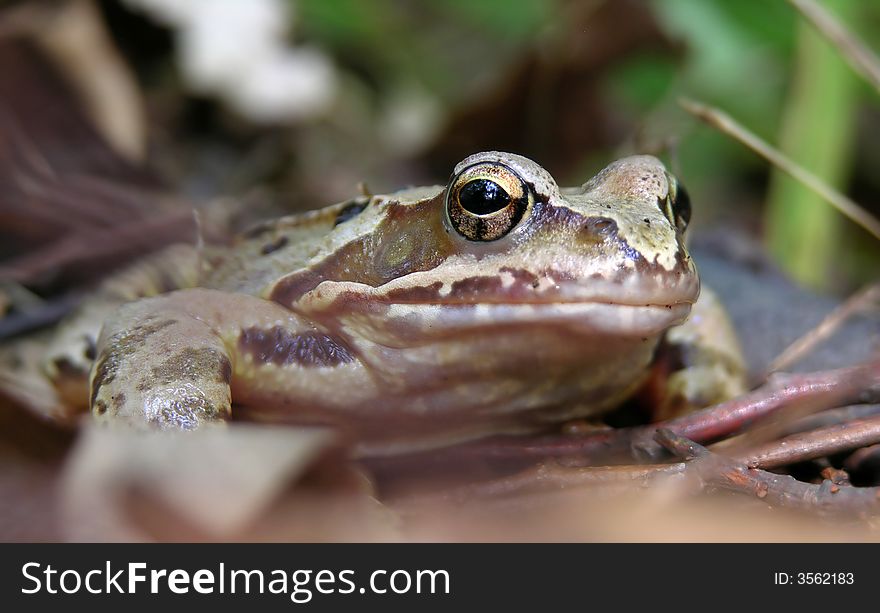 Brown wildlife frog in the forest