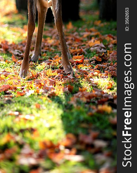 A young doe stands amongst fallen leaves. A young doe stands amongst fallen leaves.